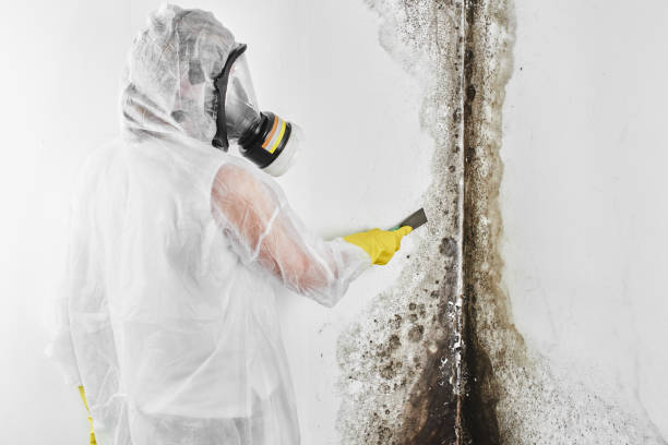Best Mold Damage Repair  in Prairie Du Chien, WI
