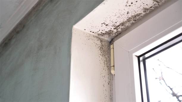 Certified Mold Removal in Prairie Du Chien, WI