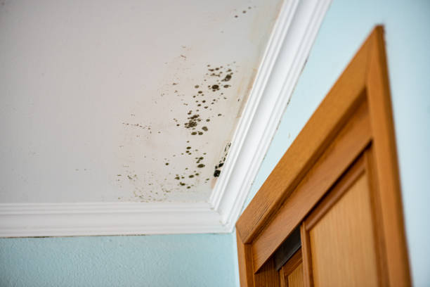 Best Residential Mold Removal  in Prairie Du Chien, WI