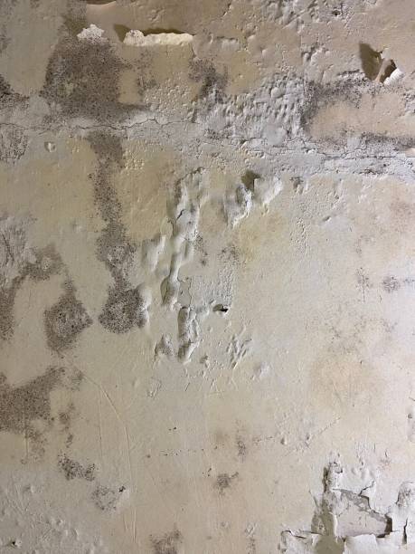 Best Mold Removal Company Near Me  in Prairie Du Chien, WI