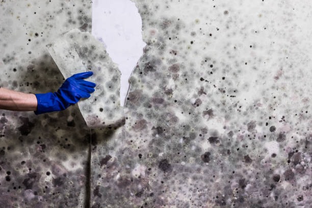 Best Mold Cleaning Services  in Prairie Du Chien, WI