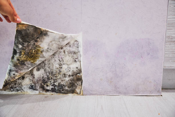 Best Commercial Mold Removal  in Prairie Du Chien, WI